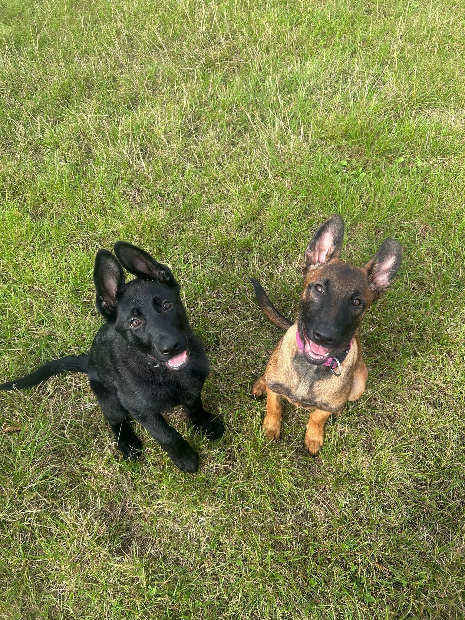 GSD
