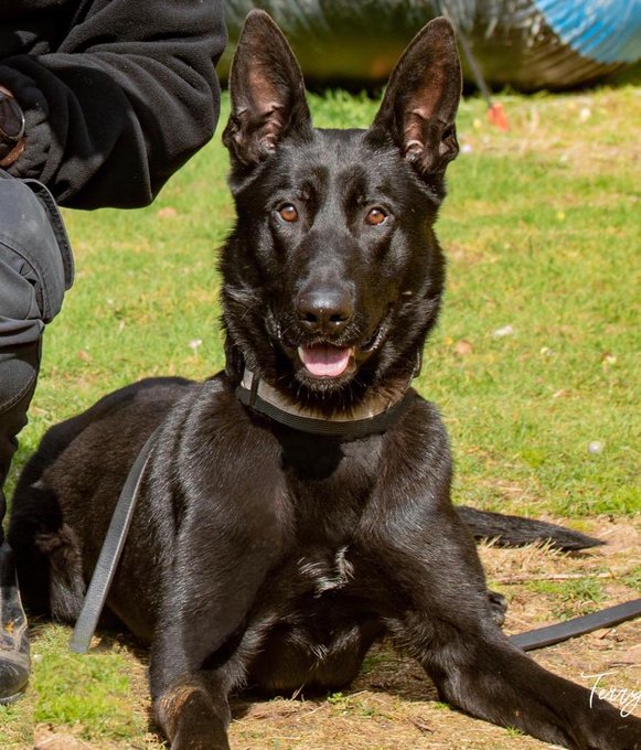 Stark German Shepherd