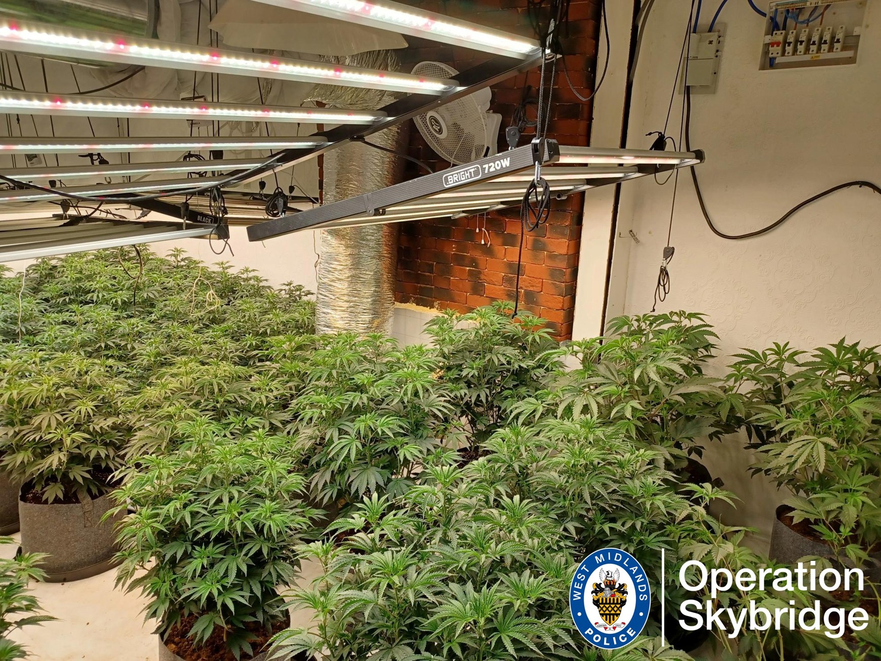 Cannabis plants