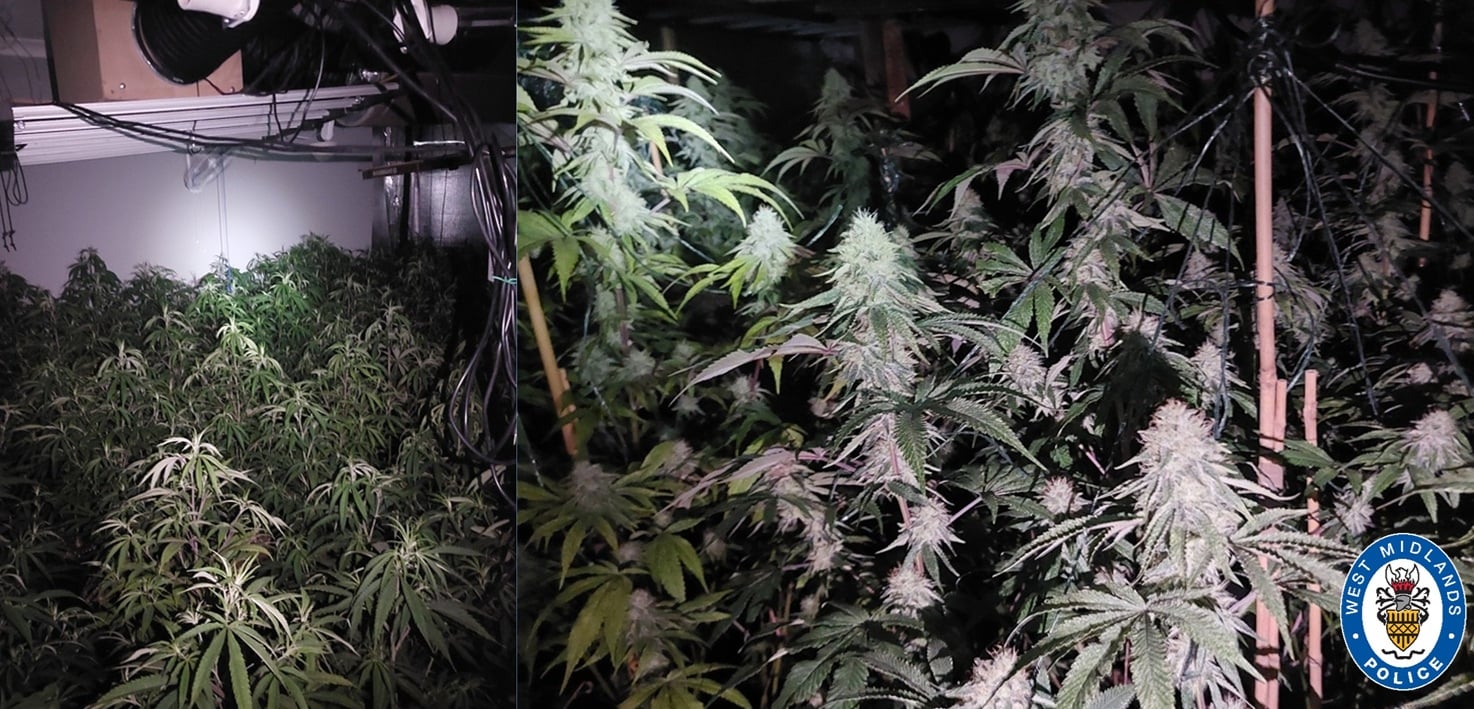 Cannabis