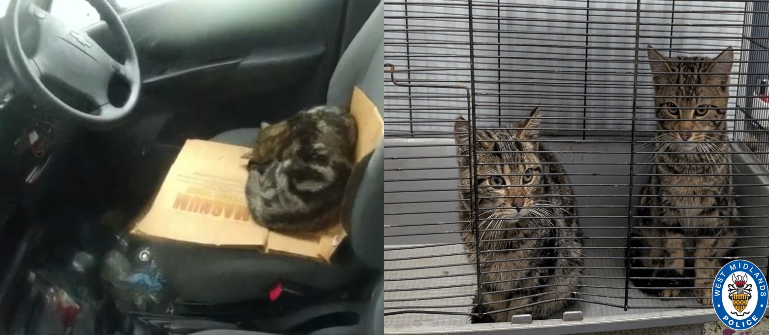 Kittens Courtney and Martin who were rescued by officers