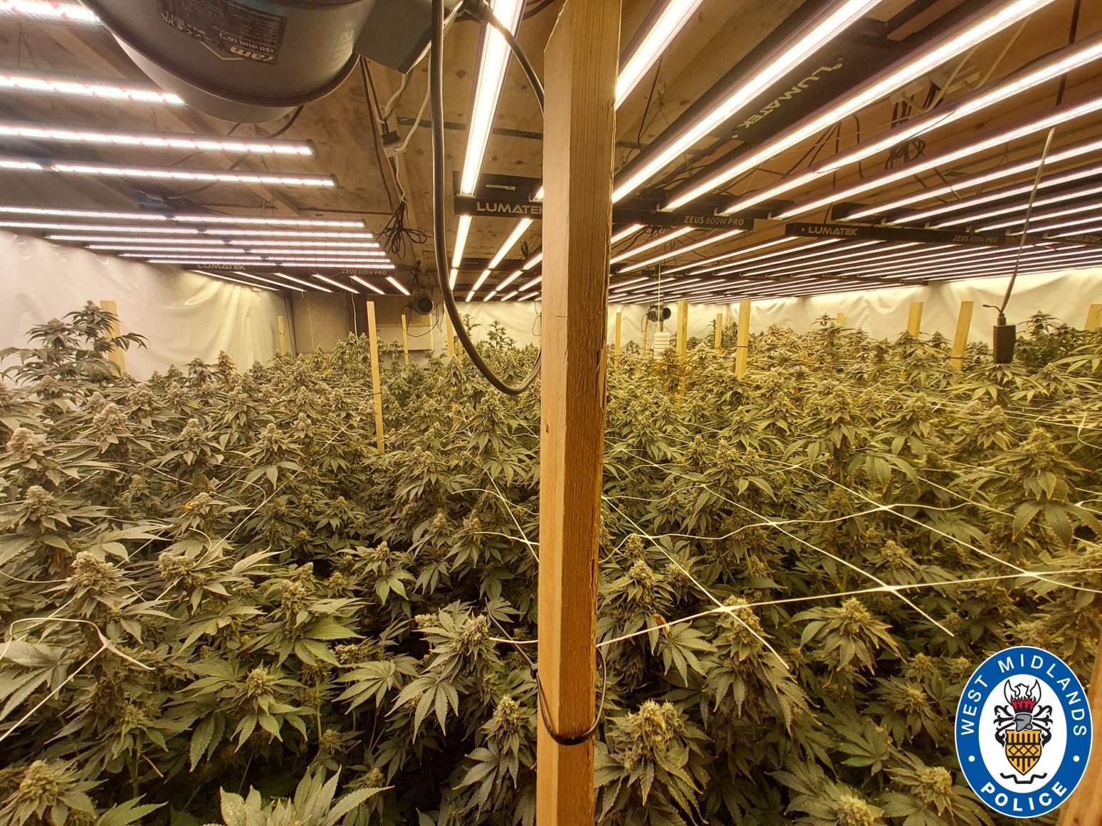 Cannabis grow inside a room