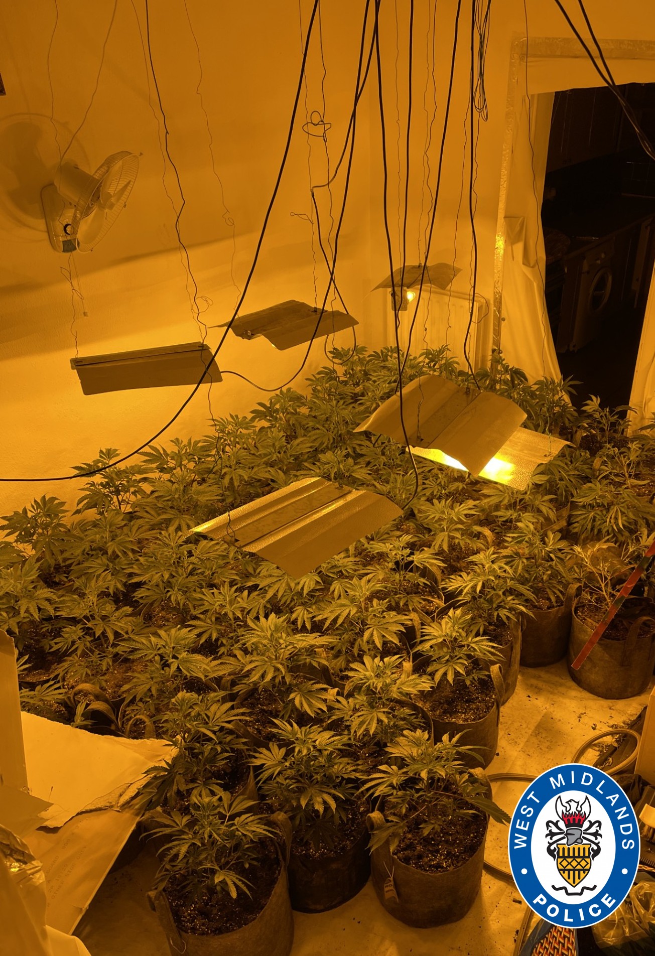 Cannabis warrant.jpg