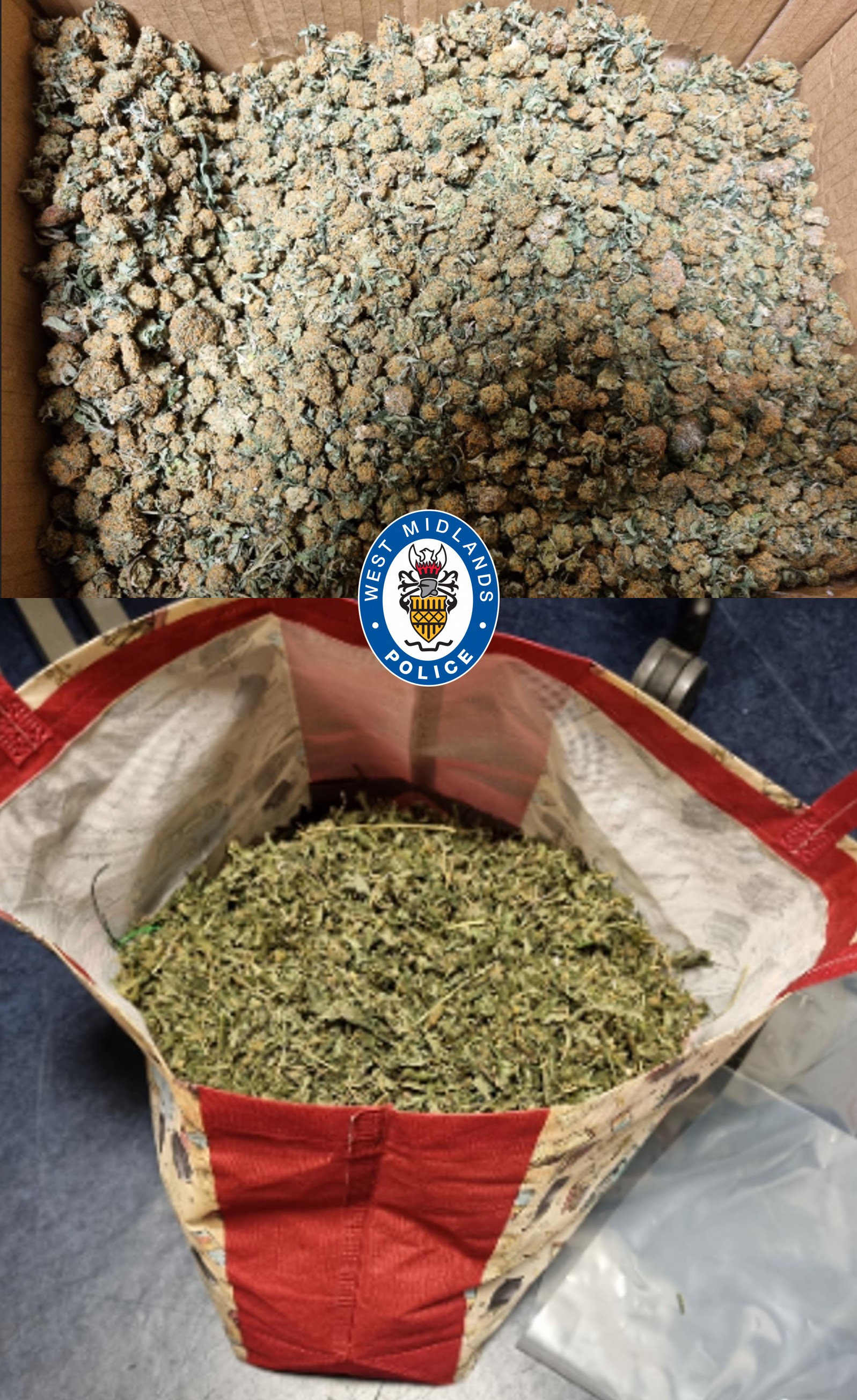 Seized cannabis