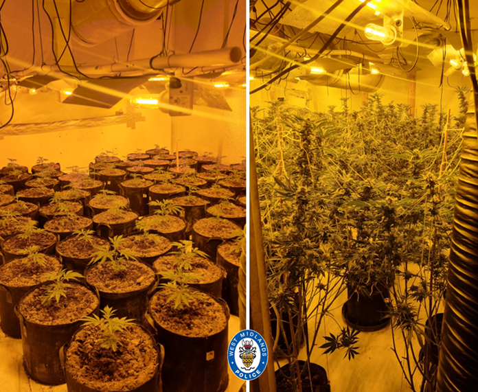 The scene inside the cannabis factory