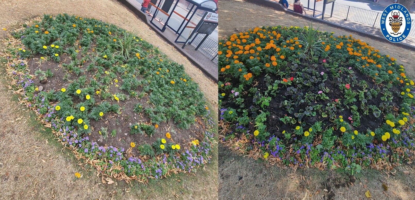 Sutton flowers 