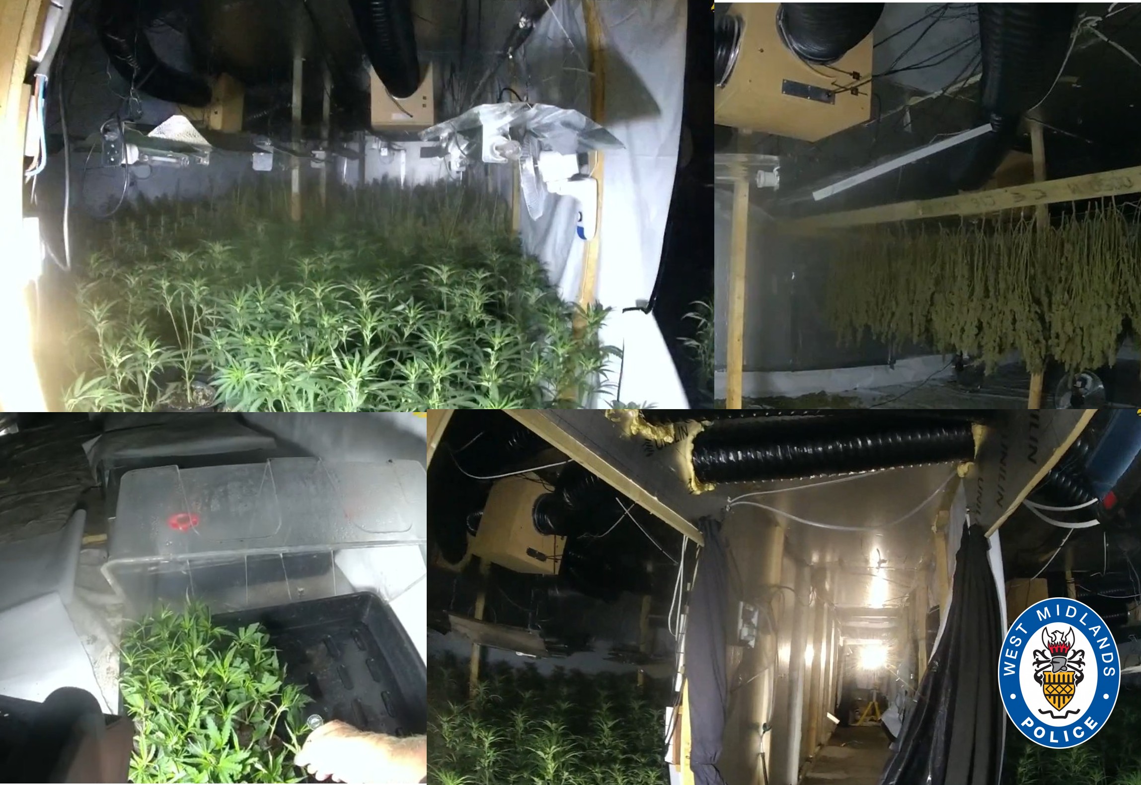 images of the drugs grow