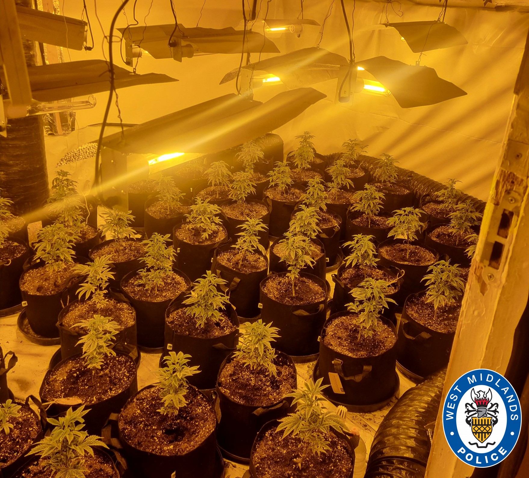 Cannabis farm